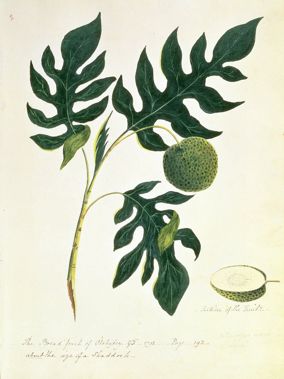 فاكهة الخبز من Otahytey ، 1792 بواسطة الكابتن جورج توبين