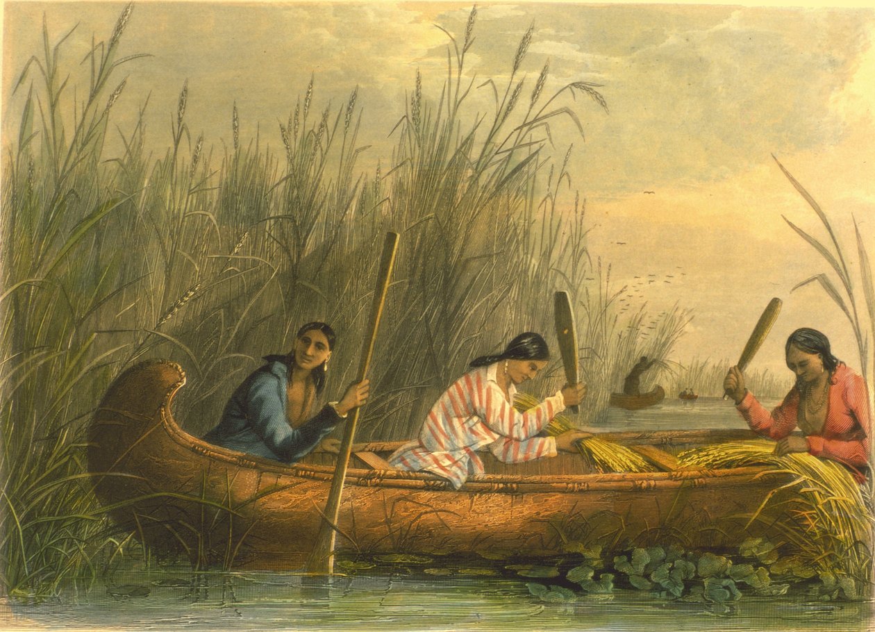 جمع الأرز البري ، 1853 بواسطة الكابتن سيث ايستمان