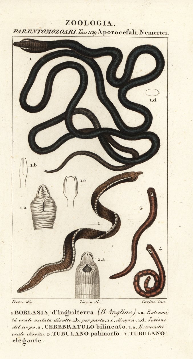 دودة Bootlace ، Lineus longissimus 1 ، Borlasia Angliae 1 ، دودة خرطوم ، Cerebratulus bilineatus 2 ، Cerebratulus bilineatus 2 ، دودة الشريط ، Tubulanus polimorphus 3 ، Tubulanus elegans 4 بواسطة كاريني كاريني