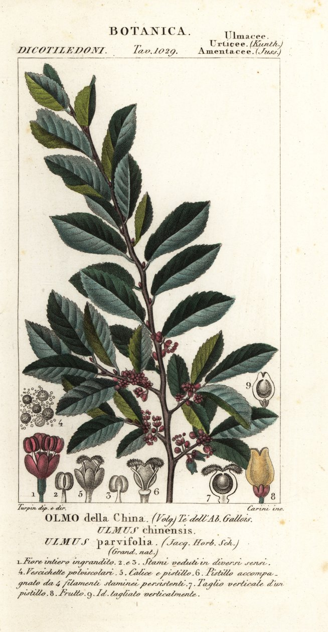 الدردار الصيني أو الدردار اللاسبارك ، Ulmus parvifolia ، Ulmus chinensis ، Olmo della China بواسطة كاريني كاريني