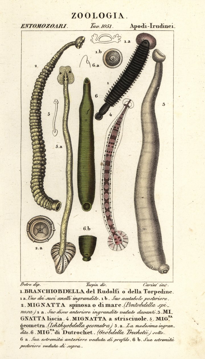 علقة الأسماك وعلقات المياه العذبة: Branchiobdellida 1، Pontobdella spinosa 2، Whitmania laevis 3، Hirudo vittata 4، Piscicola Geometra 5، Ichthyobdella Geometra 5، Geobdella trochetii 6 بواسطة كاريني كاريني