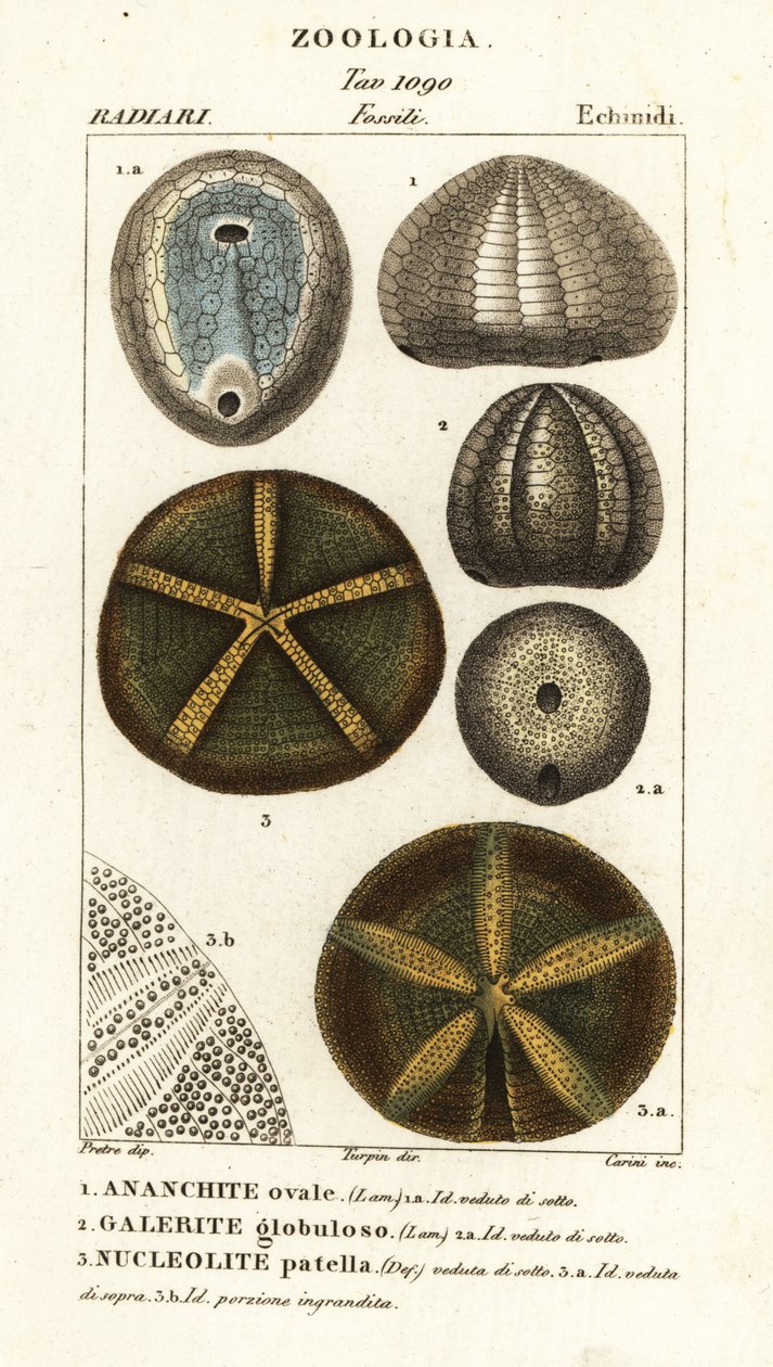 أحافير قنافذ البحر المنقرضة: Echinocorys (Ananchites) 1 ، Galerites globulosus 2 ، و Nucleolites الرضفة 3 بواسطة كاريني كاريني