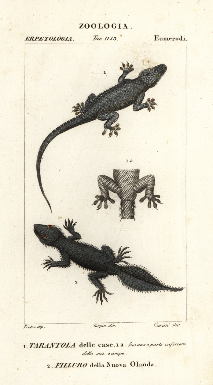 أبو بريص المنزل ، Hemidactylus frenatus 1 ، أبو بريص عريض الذيل ، Phyllurus platurus 2 بواسطة كاريني كاريني