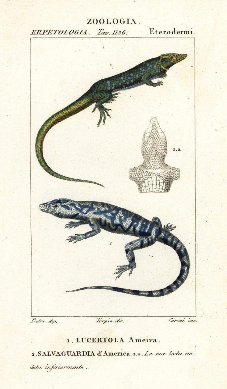 عداء الغابة ، Ameiva ameiva ، ، Lucertola ameiva 1 و Golden tegu ، Tupinambis teguixin ، Safeguard of America بواسطة كاريني كاريني