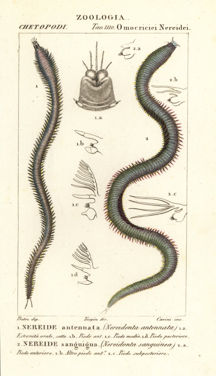 Leodice antennata و Nereidonta antennata 1 و Eunice sanguinea و Nereidonta sanguinea 2 بواسطة كاريني كاريني