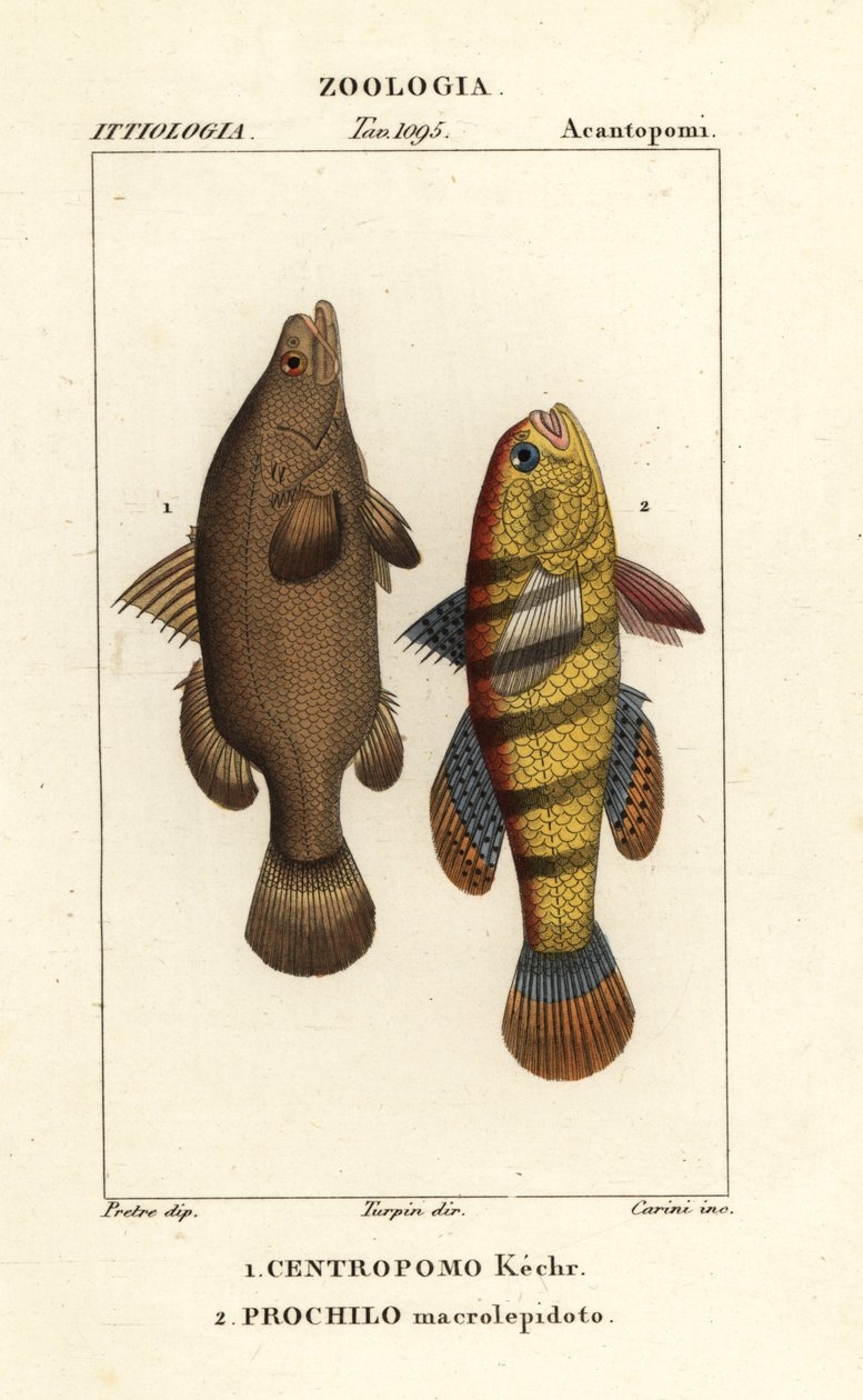 سمك الفرخ النيلي ، وسمك Lates niloticus ، والسمك النائم أو gudgeon ، Ophiocara macrolepidota بواسطة كاريني كاريني