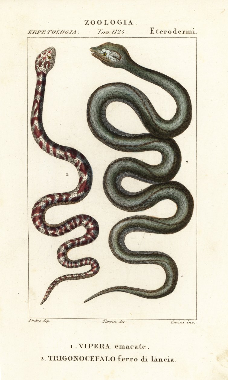 الكوبرا ذات العنق الدائري ، Hemachatus haemachatus 1 ، و Martinique lancehead ، Bothrops lanceolatus 2 بواسطة كاريني كاريني