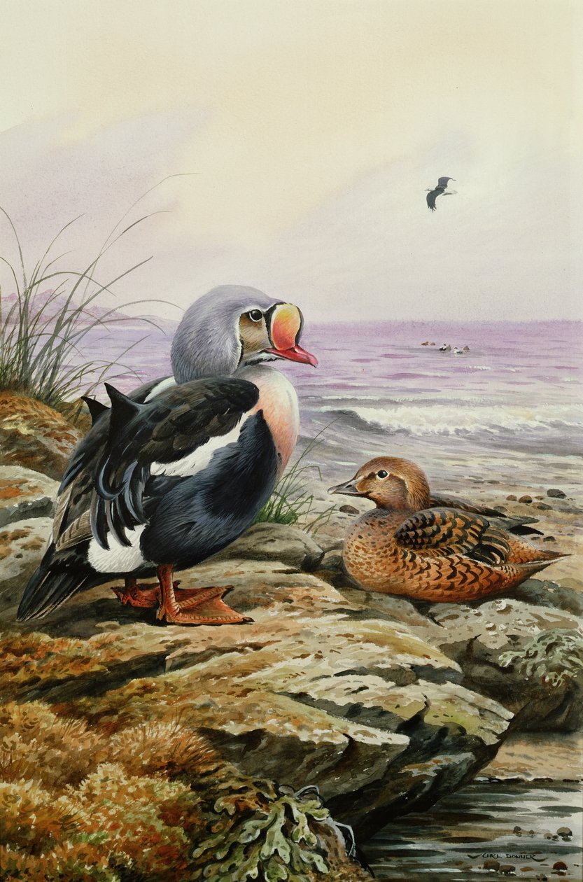 King Eider (مرحاض) بواسطة كارل دونر