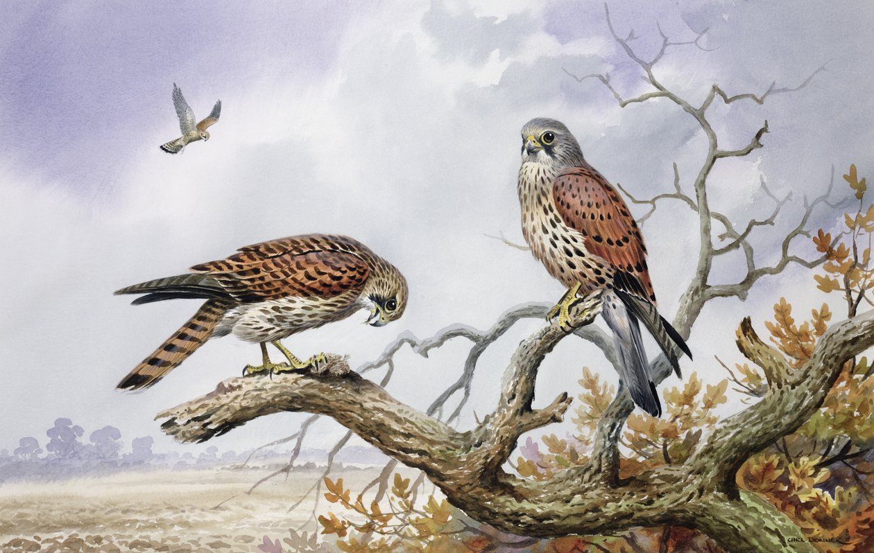 زوج من Kestrels (مرحاض) بواسطة كارل دونر
