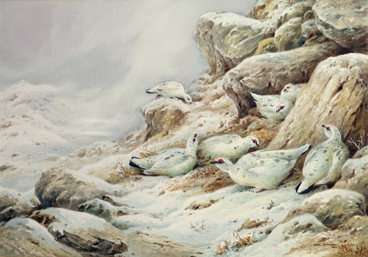 Ptarmigan في المناظر الطبيعية المغطاة بالثلوج بواسطة كارل دونر