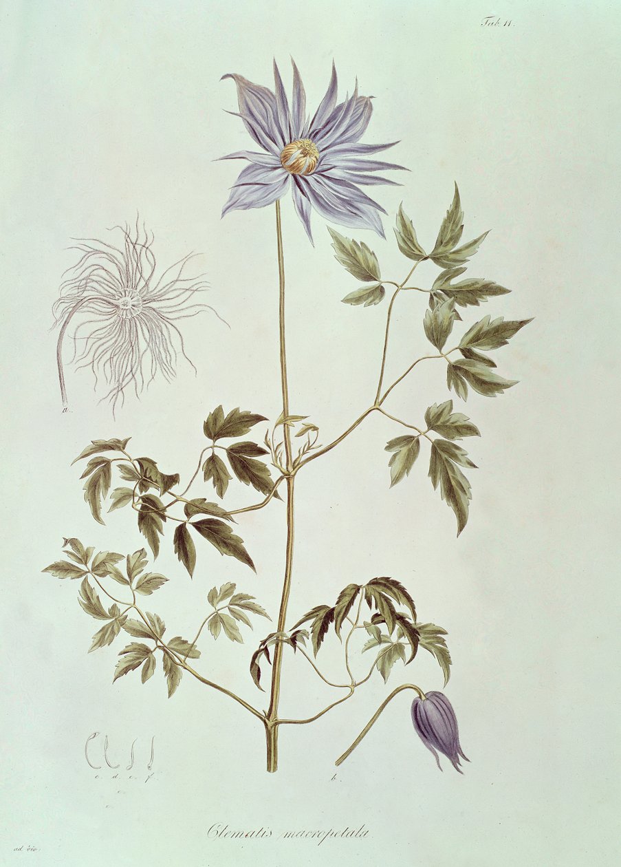 ياسمين ماكروبيتالا ، من "Icones Plantarum Floram Rossicam" 1829 بواسطة كارل فريدريش فون ليديبور