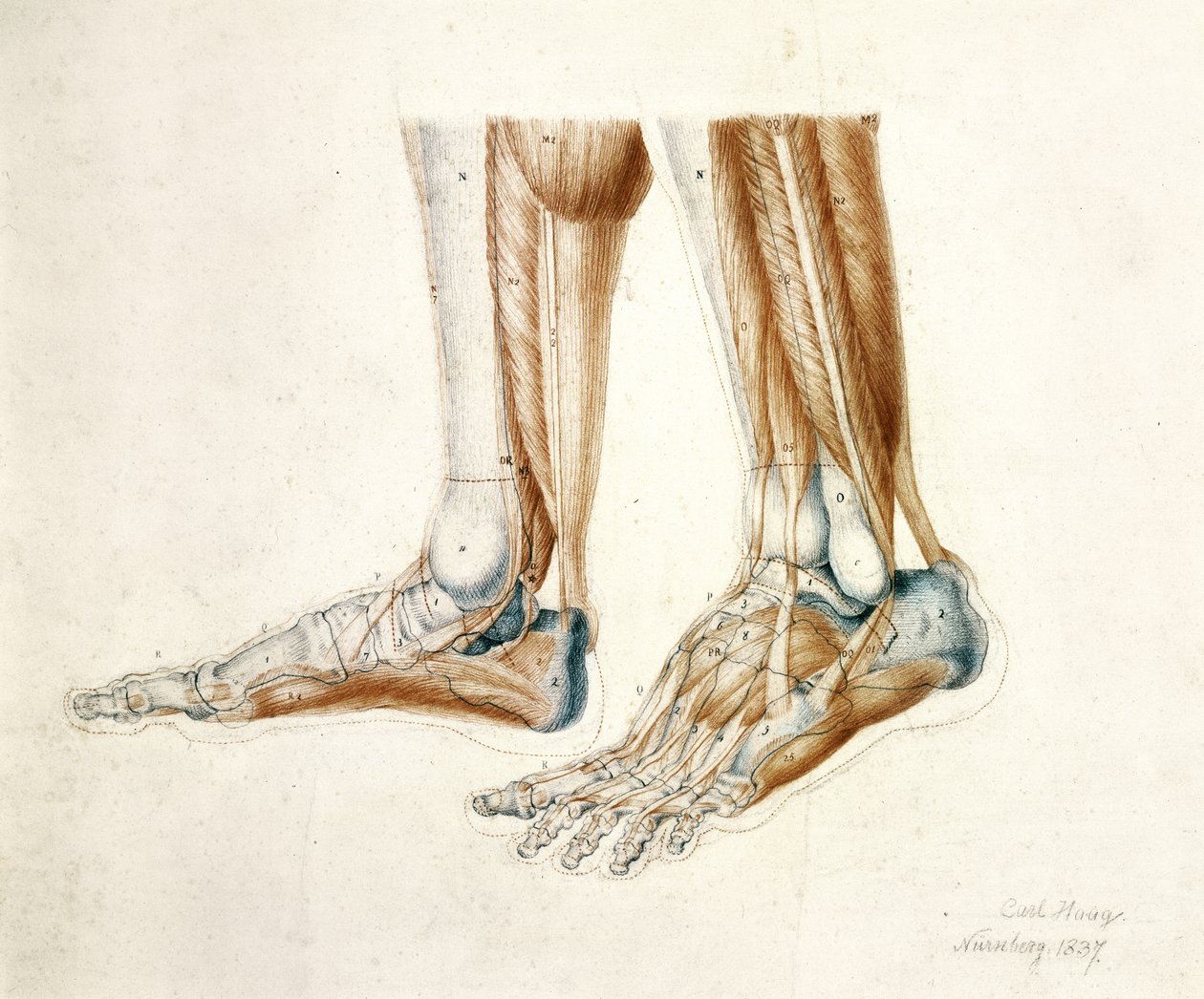 رسم تشريحي لقدم رجل ، 1837 (طباشير سوداء وحمراء على ورق) بواسطة كارل هاج