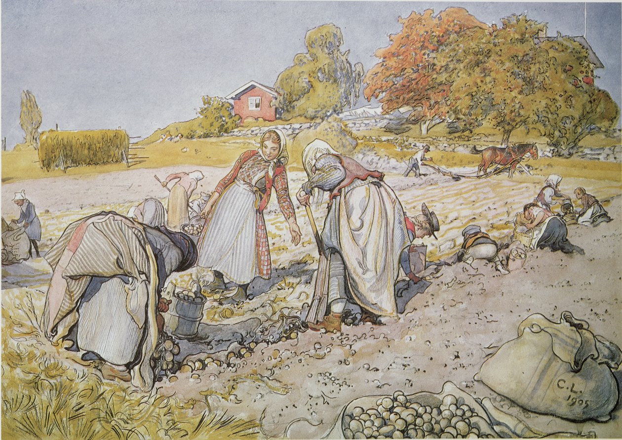 حفر البطاطس بواسطة كارل لارسون