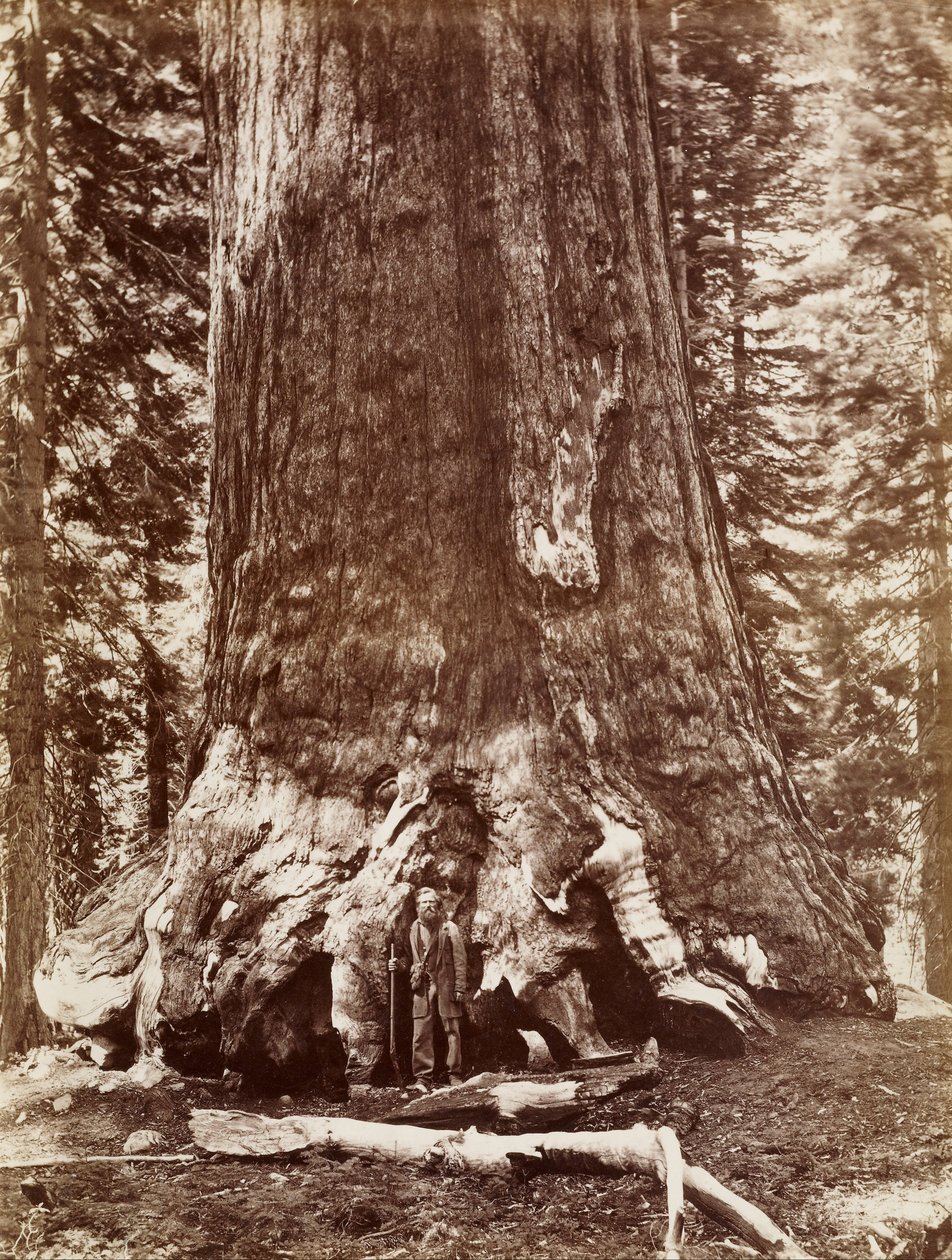 (Grizzly Giant Diameter 33 Ft. Mariposa Grove) بواسطة كارلتون واتكينز
