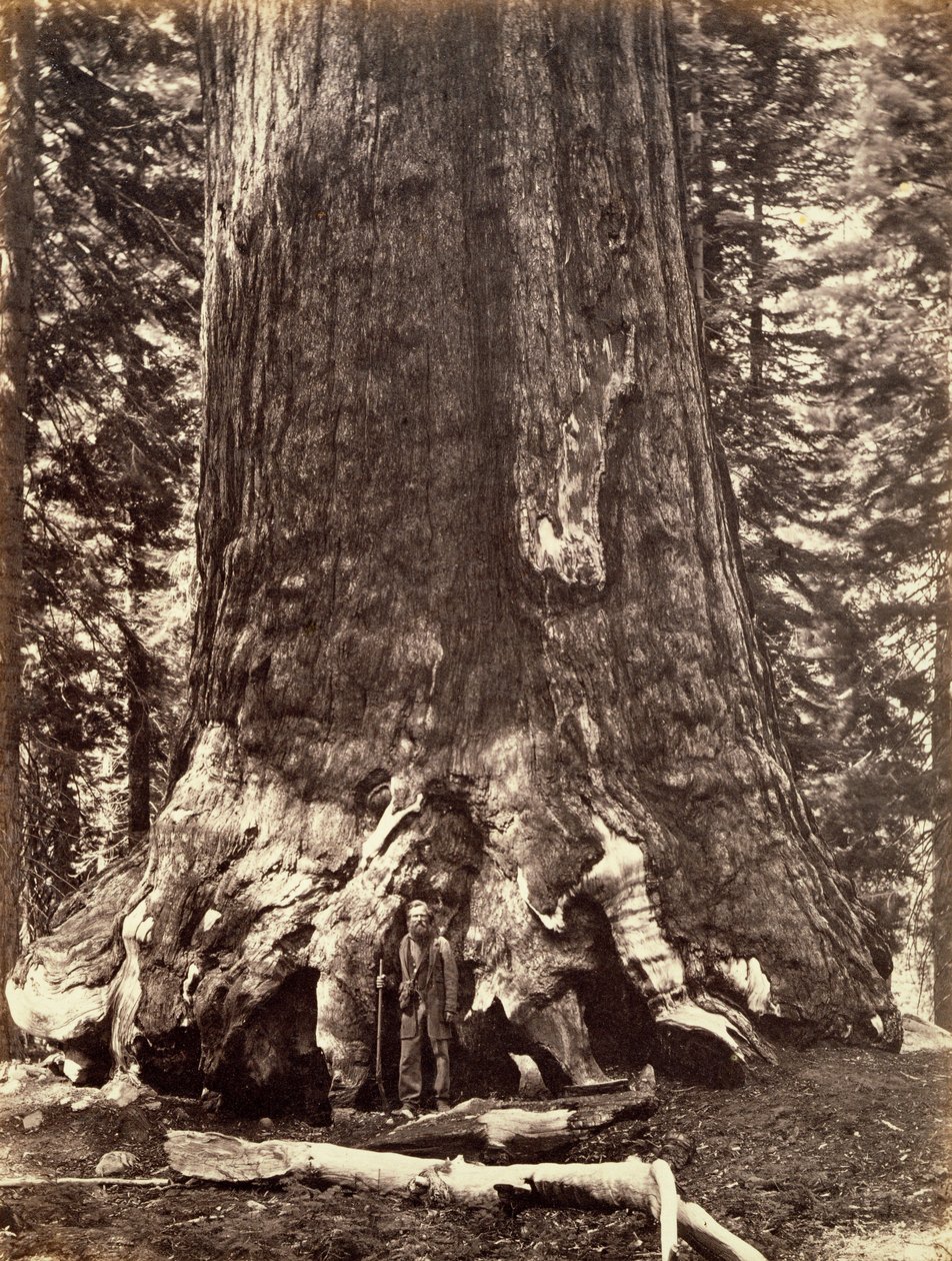 قاعدة شجرة Grizzly Giant ، Giant Sequoia ، يوسمايت ، كاليفورنيا ، 1868 بواسطة كارلتون إيمونز واتكينز