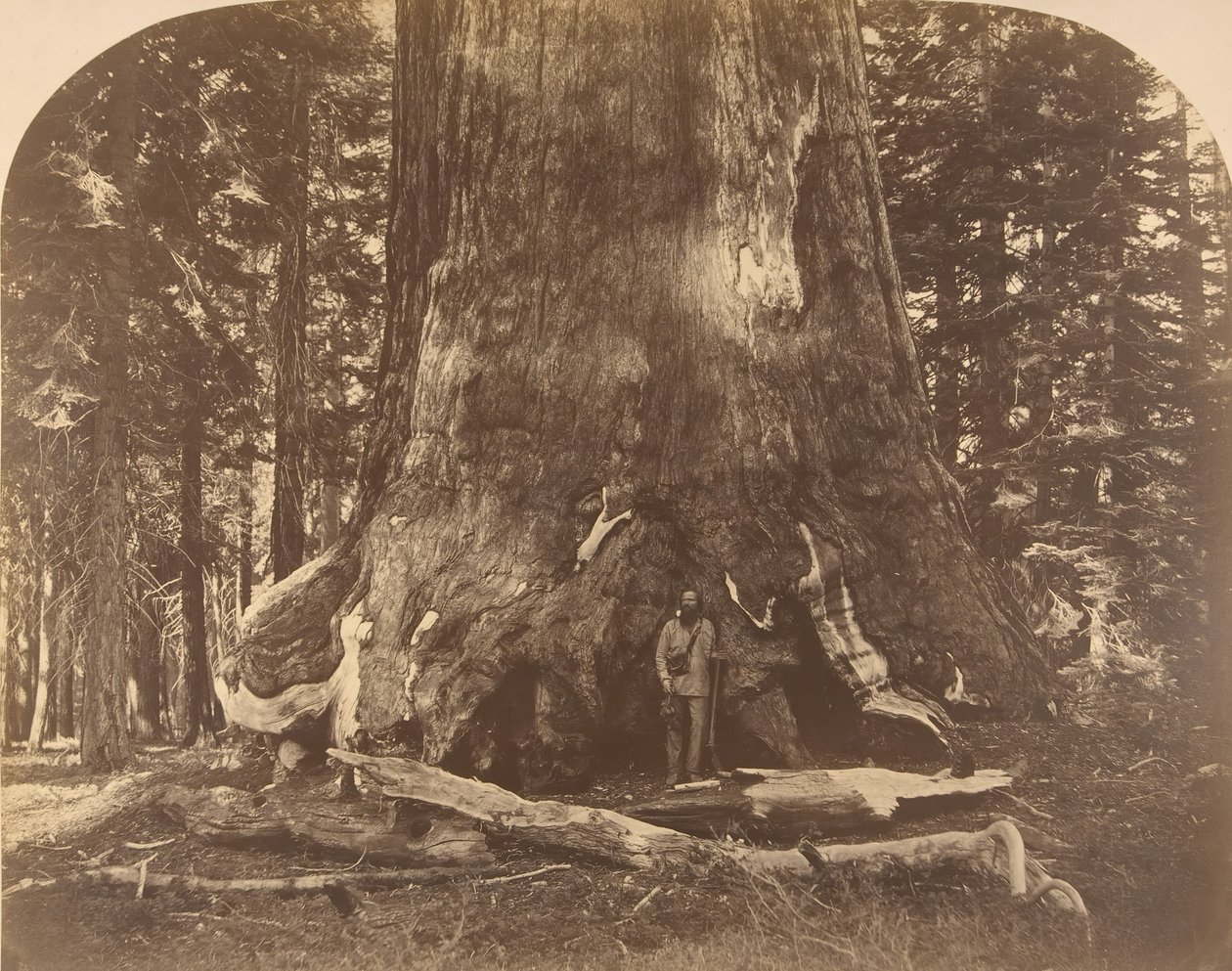 قسم من Grisly Giant ، ماريبوسا جروف ، 1861. بواسطة كارلتون إيمونز واتكينز