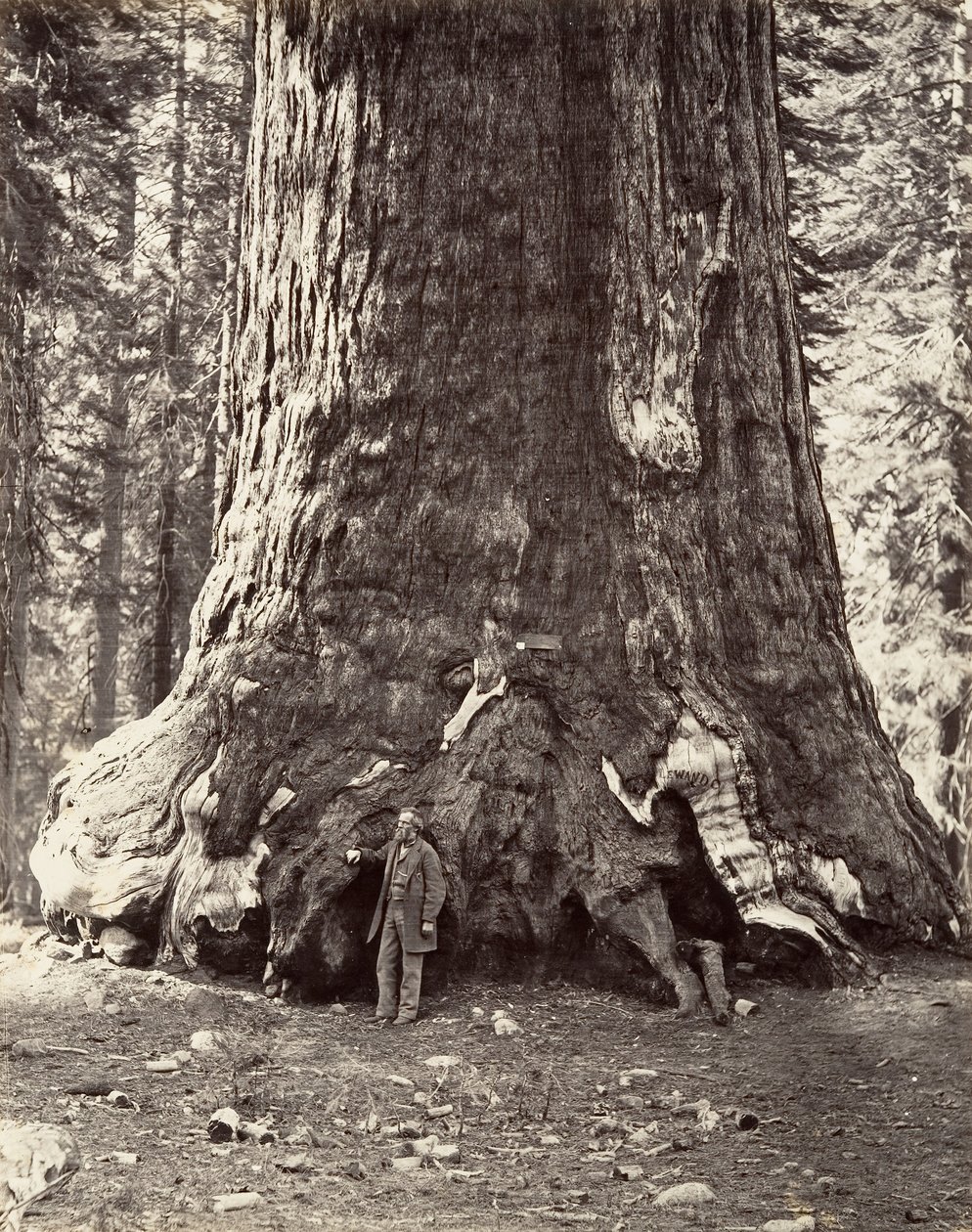 قسم من Grizzly Giant ، محيط 101 قدم ، 1865-66 ، مطبوع كاليفورنيا. 1876. بواسطة كارلتون إيمونز واتكينز