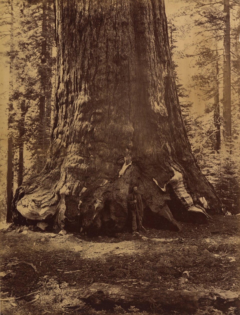قسم من Grizzly Giant مع جالين كلارك ، ماريبوسا جروف ، يوسمايت ، 1865-66. بواسطة كارلتون إيمونز واتكينز