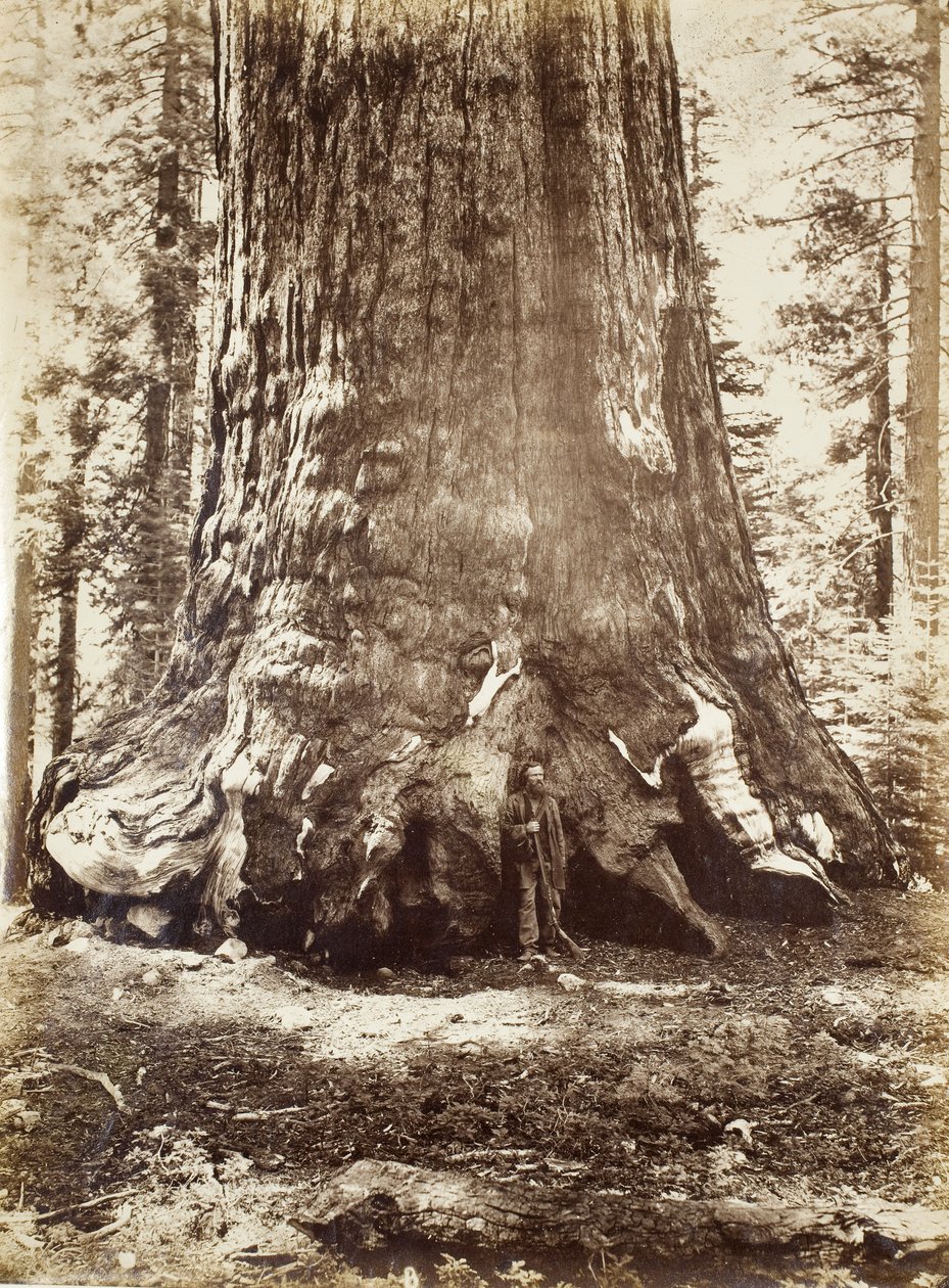 مقطع من العملاق الرمادي مع جالين كلارك ، ماريبوسا غروف ، يوسمايت ، 1865-1866 بواسطة كارلتون واتكينز