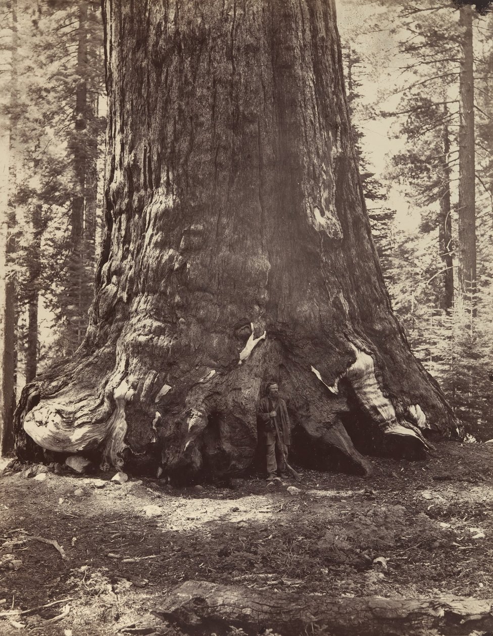 قسم من Grizzly Giant مع Galen Clark ، Mariposa Grove ، Yosemite ، 1865-66 ، مطبوع ca. 1876. بواسطة كارلتون إيمونز واتكينز
