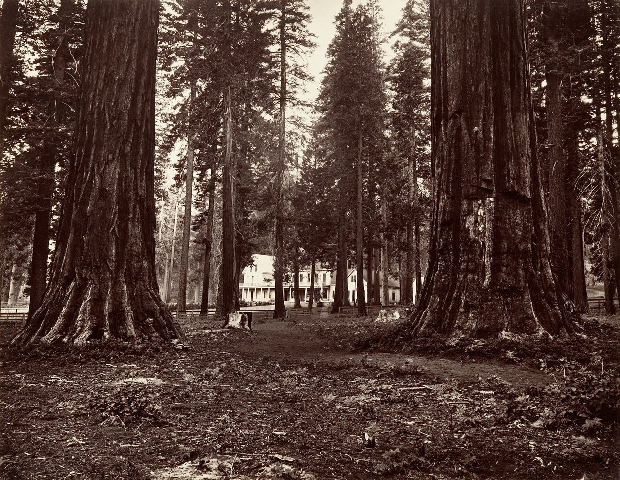 الفندق من Mammoth Grove ، كاليفورنيا. 1872 ، طبع كاليفورنيا. 1876. بواسطة كارلتون إيمونز واتكينز