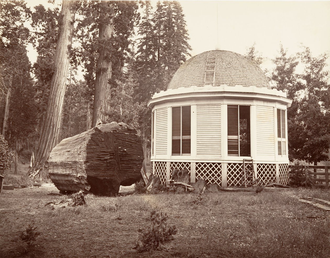 المنزل المبني فوق جذع شجرة كبيرة ، 1865-66 ، طبع كاليفورنيا. 1876. بواسطة كارلتون إيمونز واتكينز