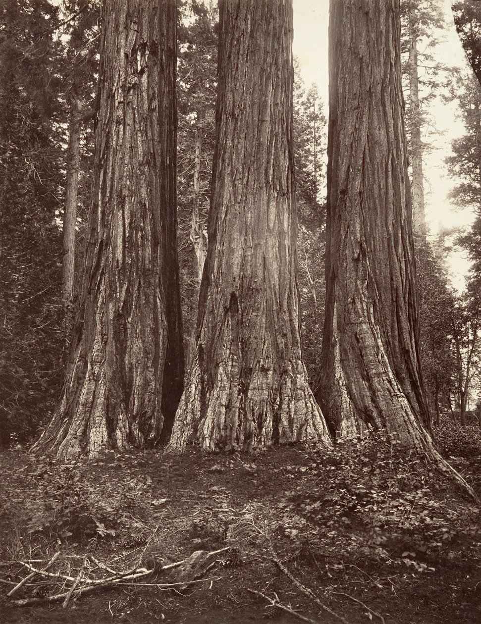 The Three Graces ، 272 قدمًا ، 1865-66 ، مطبوعة كاليفورنيا. 1876. بواسطة كارلتون إيمونز واتكينز