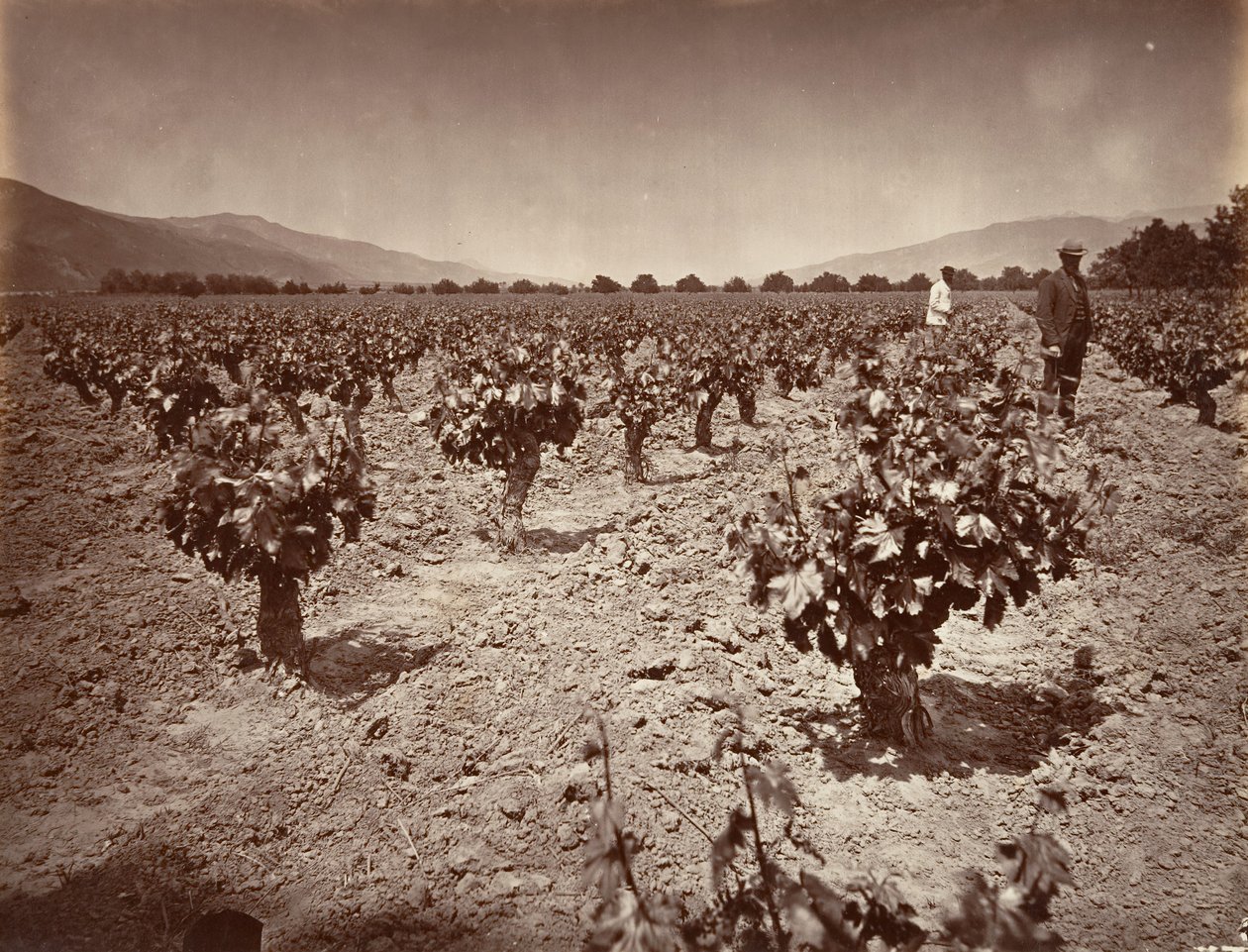 كرم مزرعة كامولوس ، 1876 ، طبعت كاليفورنيا. 1876. بواسطة كارلتون إيمونز واتكينز