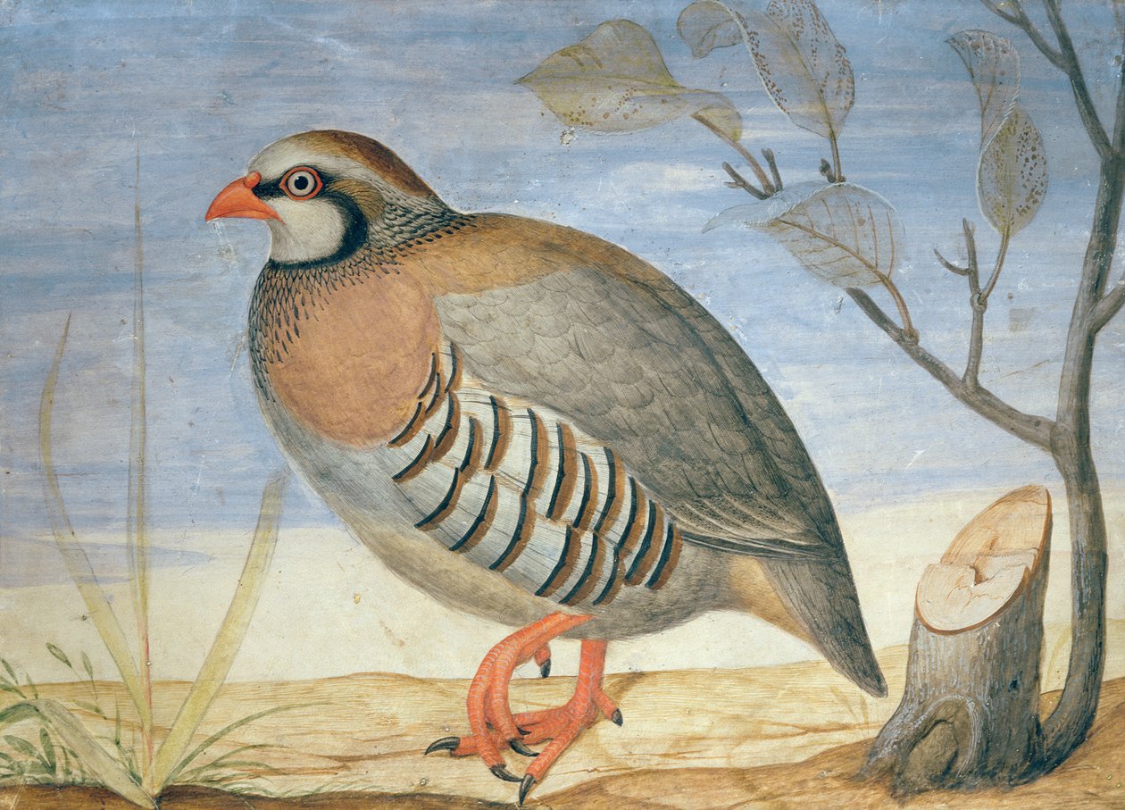 الحجل الأحمر الأرجل (الغواش على الرق) بواسطة كارلو باتاليا