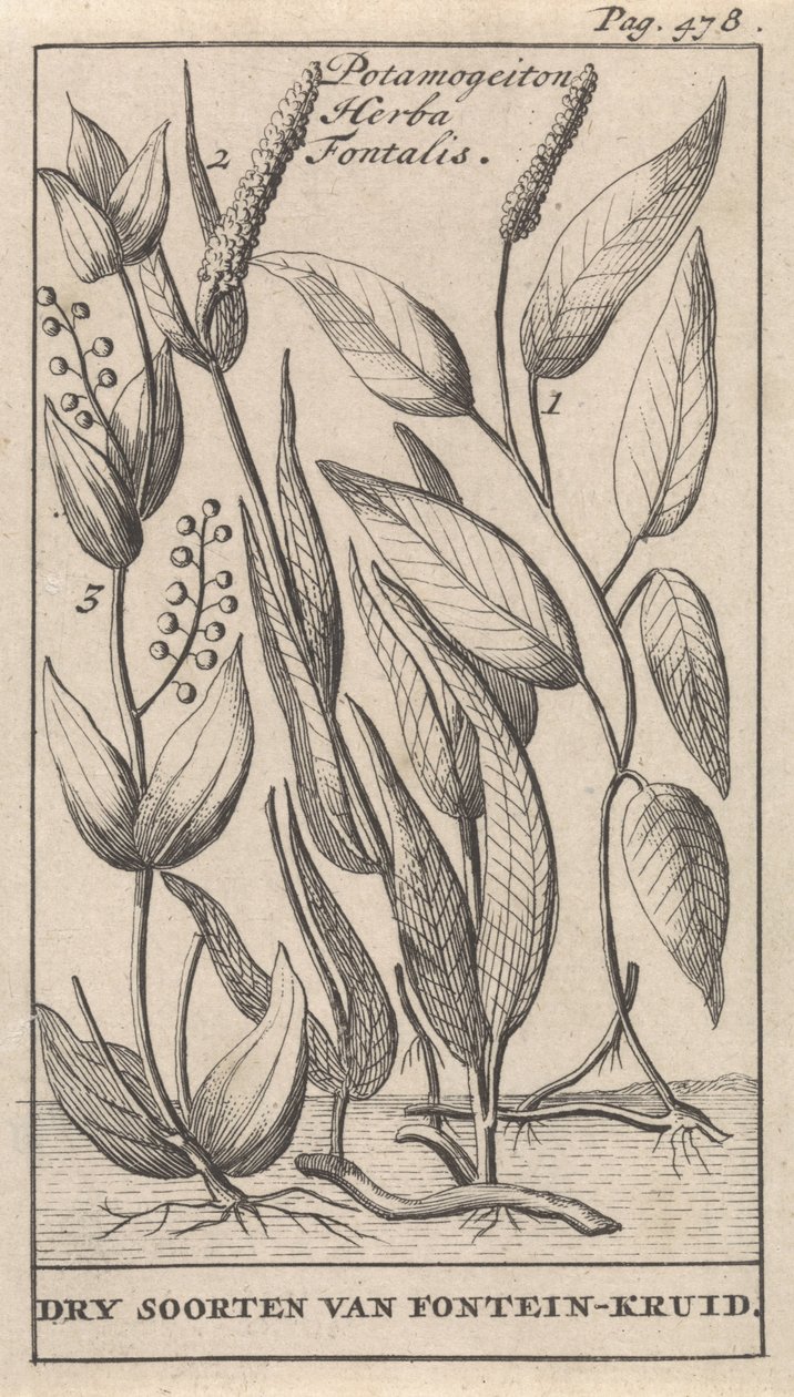 ثلاثة أنواع من البرك Potamogeiton Herba Fontalis / الأنواع الجافة من Fountain-herb (العنوان على الكائن) بواسطة كاسبار لويكن