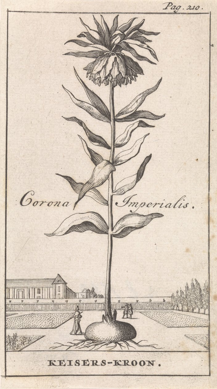 التاج الإمبراطوري Corona Imperialis / تاج Keiser (العنوان على الكائن) بواسطة كاسبار لويكن