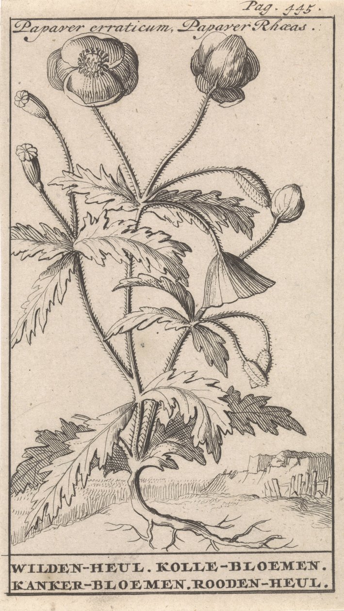 شقائق النعمان Papaver Erraticum ، Papaver Rhoeas / Wilden-Hul. زهور كولي. زهور السرطان. رودين-هول (العنوان على الكائن) بواسطة كاسبار لويكن