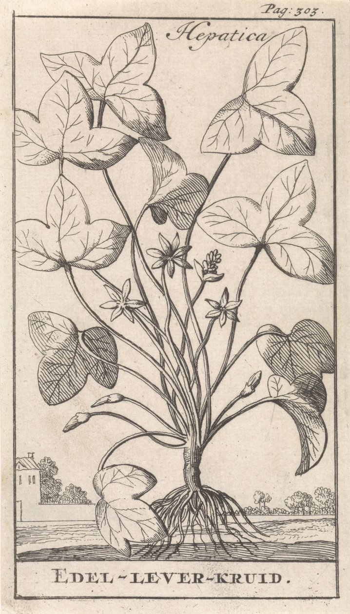 حشيشة الكبد نبات طحلبي Hepetica / Noble-Liver-Herb (العنوان على الكائن) بواسطة كاسبار لويكن