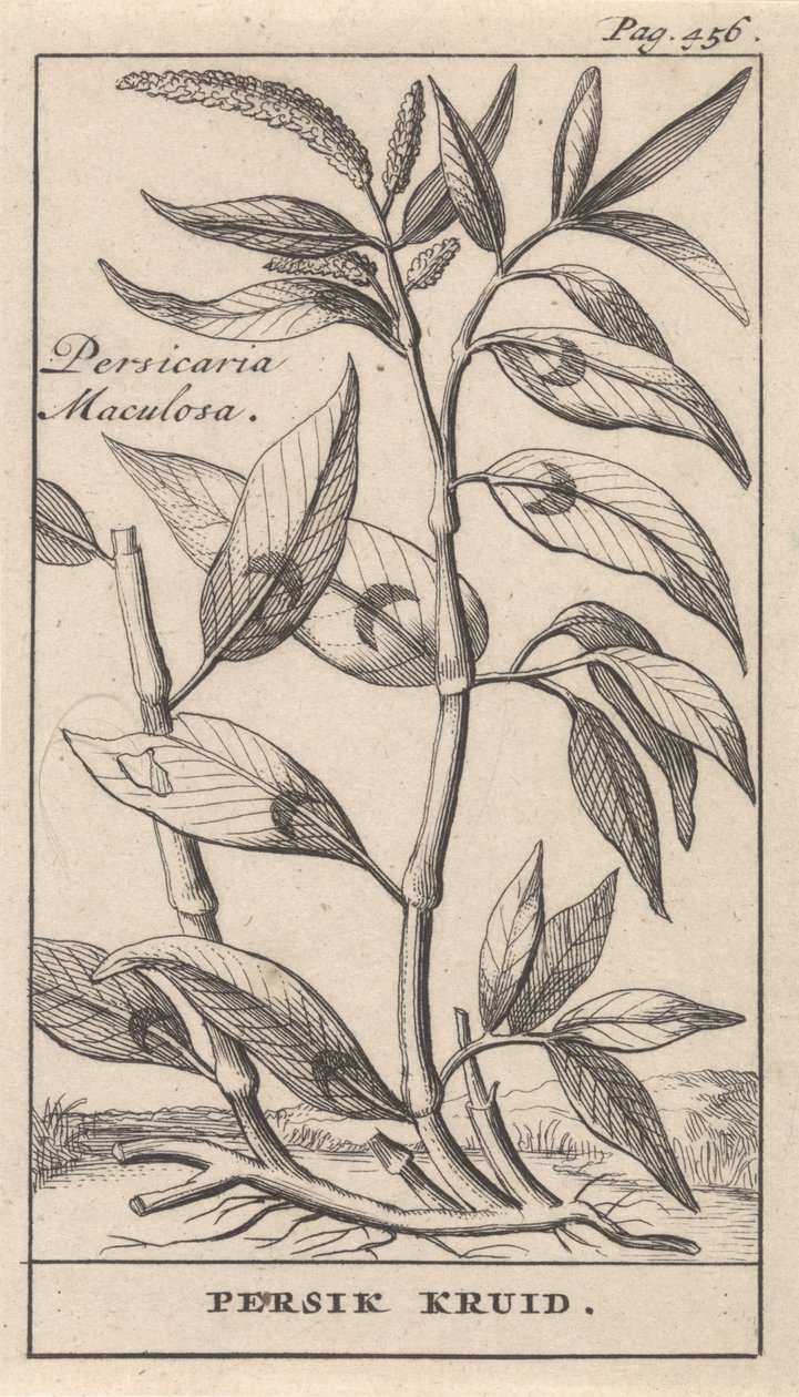 عشب الخوخ Persicaria Maculosa / Peach Herb (العنوان على الكائن) بواسطة كاسبار لويكن
