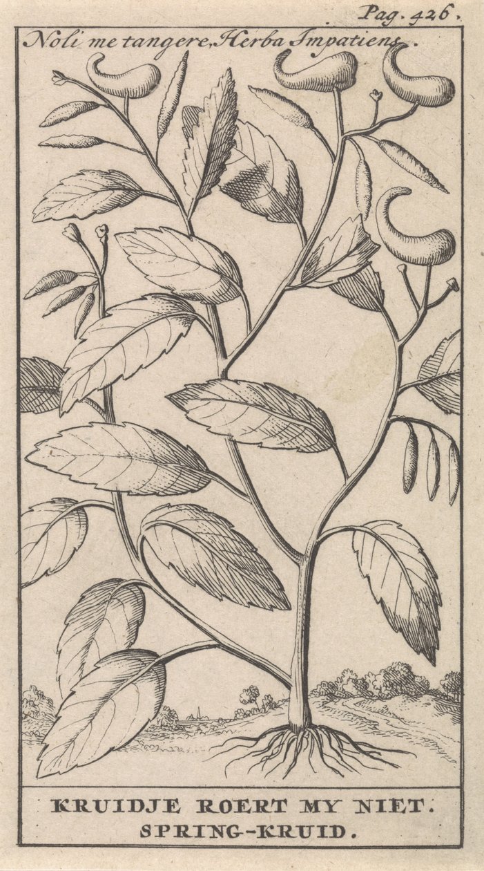 عشب الربيع Noli me tangere ، لا تحركني Herba Impatiens / Kruidje. عشب الربيع (العنوان على الكائن) بواسطة كاسبار لويكن