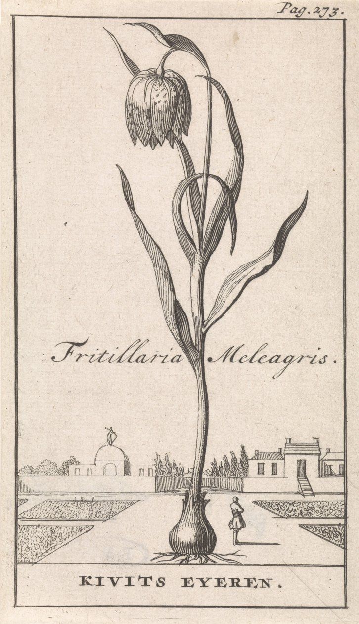صفحة العنوان وثماني مطبوعات بالورود Kievitsbloem Fritillaria Meleagris / Kivits Eyeren (العنوان على الكائن) بواسطة كاسبار لويكن