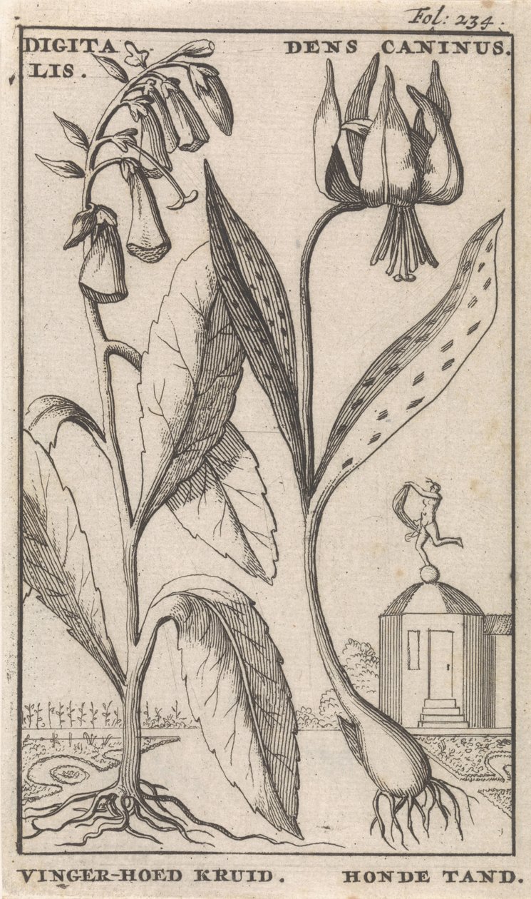 صفحة العنوان وثماني مطبوعات بالورود الثعلب القفاز وسنان الكلب الديجيتال. أوكار Caninus / Finger-hat Herb. سن الكلب (العنوان على الكائن) بواسطة كاسبار لويكن