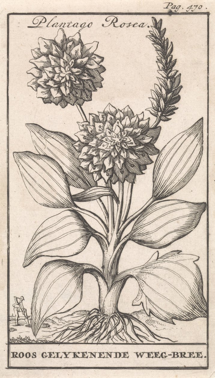 صفحة العنوان وثماني مطبوعات بالورود ويغبري Plantago Rosea / Roos gelykenende Weeg-bree (العنوان على الكائن) بواسطة كاسبار لويكن