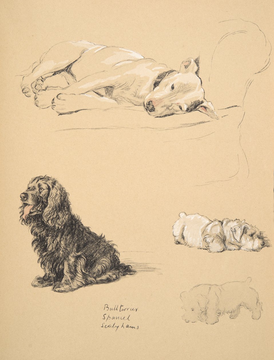 Bull-Terrier ، Spaniel and Sealyhams ، 1930 ، رسوم توضيحية من كتابه التخطيطي المستخدم لـ "فقط بين الأصدقاء" ، Aldin ، Cecil Charles Windsor (1870-1935) ، تم نشره لاحقًا بواسطة Eyre and Spottiswoode Limited ، بواسطة سيسيل تشارلز وندسور الدين