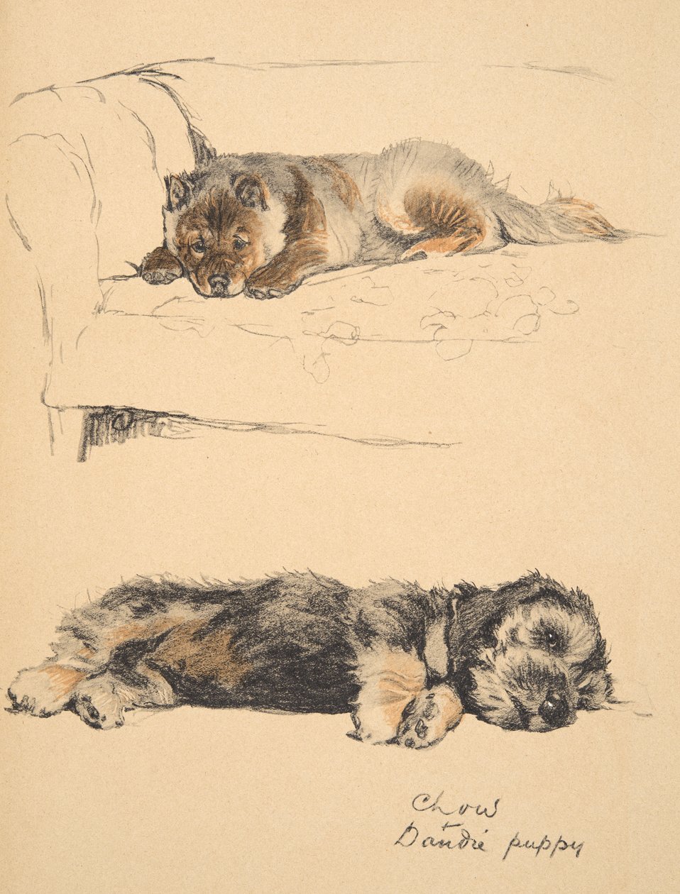 Chow and Dandie Puppy ، 1930 ، رسوم توضيحية من كتابه التخطيطي المستخدم فقط بين الأصدقاء ، Aldin ، Cecil Charles Windsor (1870-1935) ، نشرته لاحقًا Eyre and Spottiswoode Limited ، 1934 ، Chalk a بواسطة سيسيل تشارلز وندسور الدين