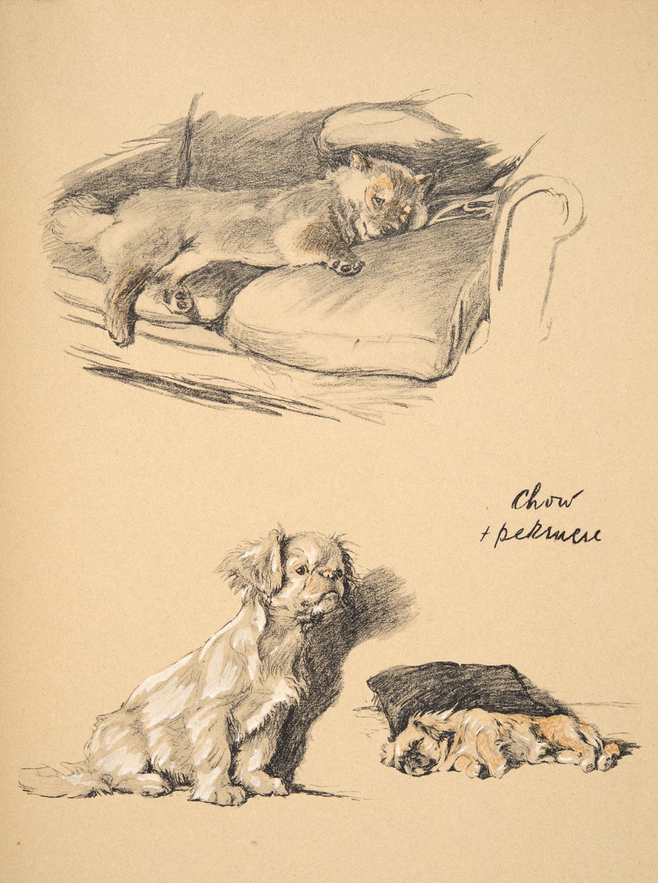 Chow and Pekinese ، 1930 ، رسوم توضيحية من كتابه التخطيطي المستخدم لـ "فقط بين الأصدقاء" ، Aldin ، Cecil Charles Windsor (1870-1935) ، تم نشره لاحقًا بواسطة Eyre and Spottiswoode Limited ، 1934 ، Chalk and C بواسطة سيسيل تشارلز وندسور الدين