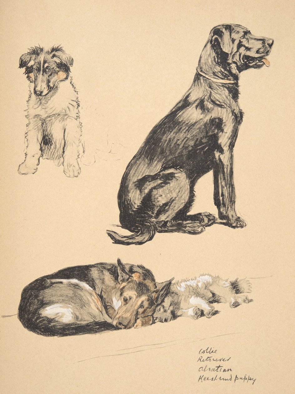 Collie ، Retriever ، Alstian and Keeshund Puppy ، 1930 ، رسوم توضيحية من كتابه التخطيطي المستخدم لـ "فقط بين الأصدقاء" ، Aldin ، Cecil Charles Windsor (1870-1935) ، تم نشره لاحقًا بواسطة Eyre و Spottiswood بواسطة سيسيل تشارلز وندسور الدين