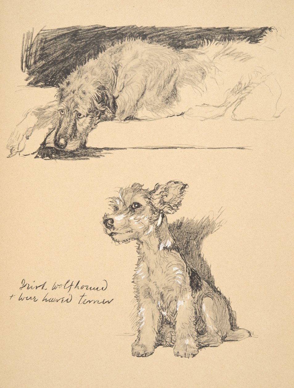 الأيرلندية Wolfhound و Wire-Haired Terrier ، 1930 ، رسوم توضيحية من كتابه التخطيطي المستخدم لـ "فقط بين الأصدقاء" ، Aldin ، Cecil Charles Windsor (1870-1935) ، تم نشره لاحقًا بواسطة Eyre و Spottiswoode Limi بواسطة سيسيل تشارلز وندسور الدين