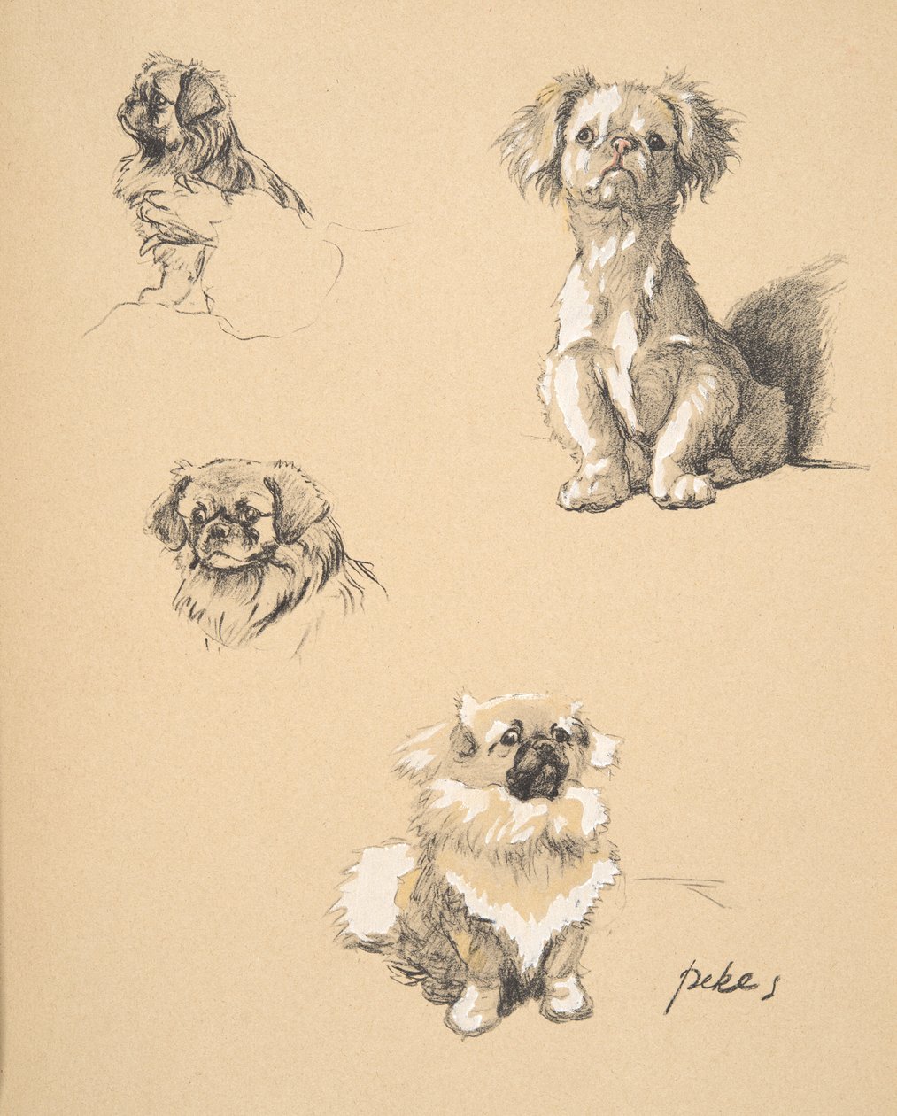 Pekes ، 1930 ، رسوم توضيحية من كتابه التخطيطي المستخدم لـ "فقط بين الأصدقاء" ، Aldin ، Cecil Charles Windsor (1870-1935) ، تم نشره لاحقًا بواسطة Eyre and Spottiswoode Limited ، 1934 ، Chalk and Charcoal on p بواسطة سيسيل تشارلز وندسور الدين