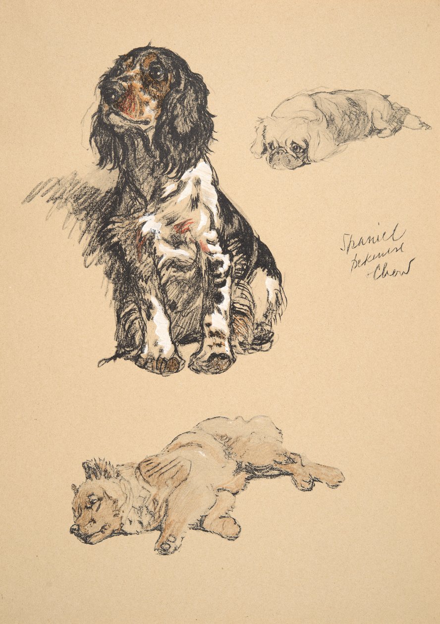Spaniel ، Pekinese and Chow ، 1930 ، رسوم توضيحية من كتابه التخطيطي المستخدم لـ "فقط بين الأصدقاء" ، Aldin ، Cecil Charles Windsor (1870-1935) ، تم نشره لاحقًا بواسطة Eyre and Spottiswoode Limited ، 1934 ، الفصل بواسطة سيسيل تشارلز وندسور الدين