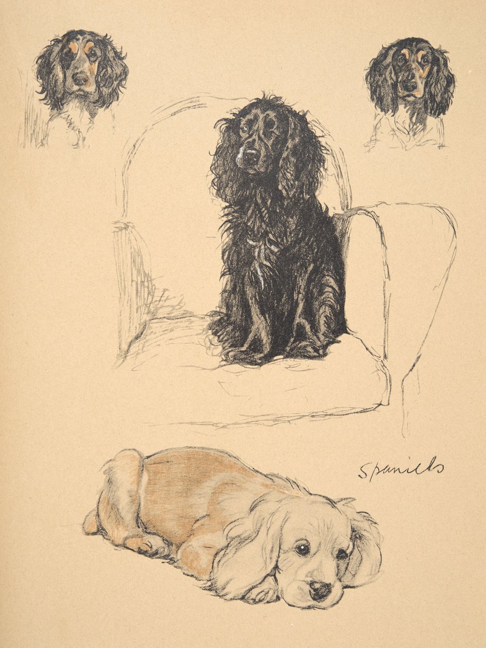 Spaniels ، 1930 ، رسوم توضيحية من كتابه التخطيطي المستخدم لـ "فقط بين الأصدقاء" ، Aldin ، Cecil Charles Windsor (1870-1935) ، تم نشره لاحقًا بواسطة Eyre and Spottiswoode Limited ، 1934 ، Chalk and Charcoal o بواسطة سيسيل تشارلز وندسور الدين