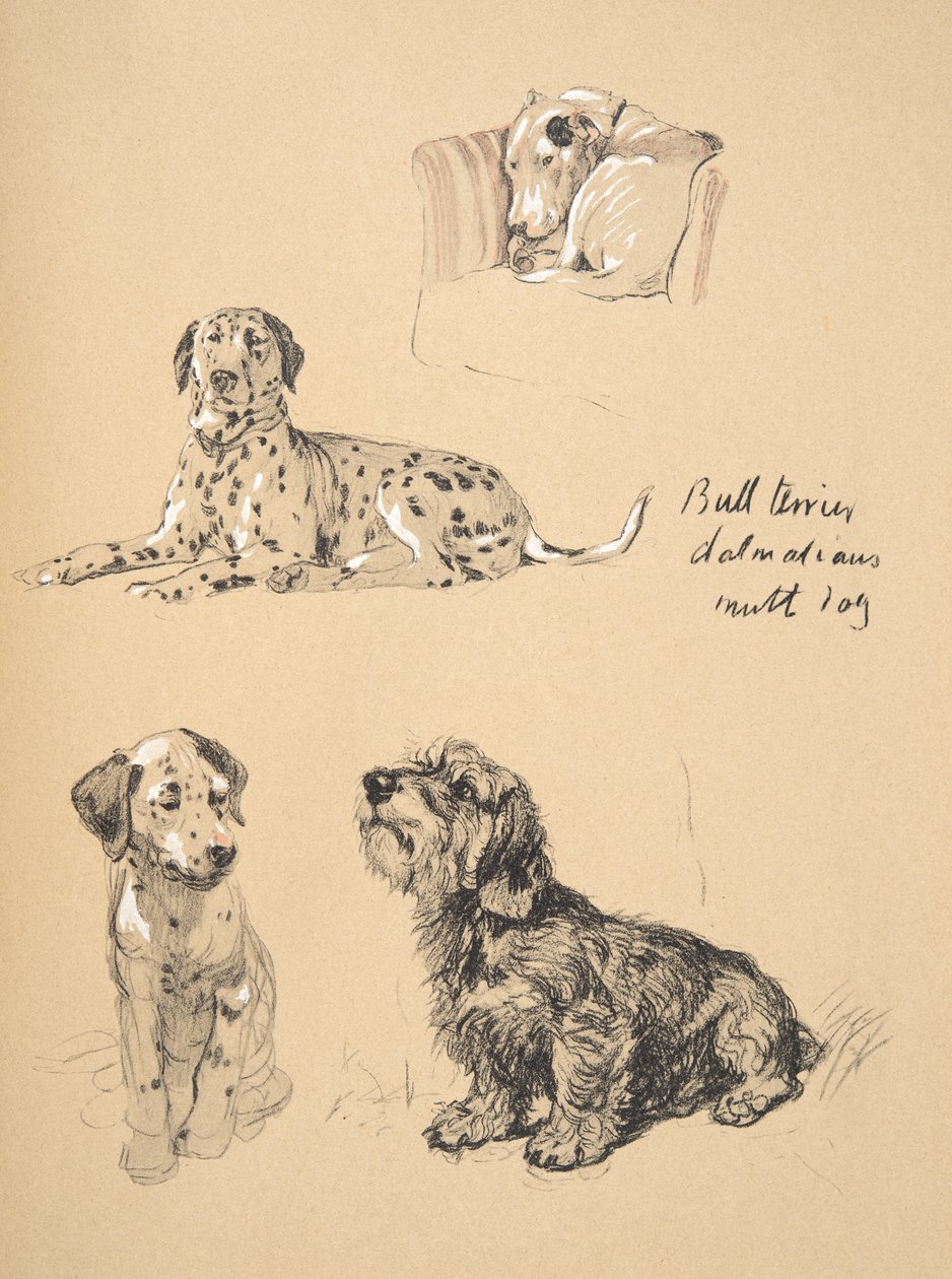 Bull Terrier ، Dalmatians and Mutt Dog ، 1930 ، رسوم توضيحية من كتابه التخطيطي المستخدم فقط بين الأصدقاء ، Aldin ، Cecil Charles Windsor (1870-1935) ، تم نشره لاحقًا بواسطة Eyre and Spottiswoode Limited ، بواسطة سيسيل تشارلز وندسور الدين
