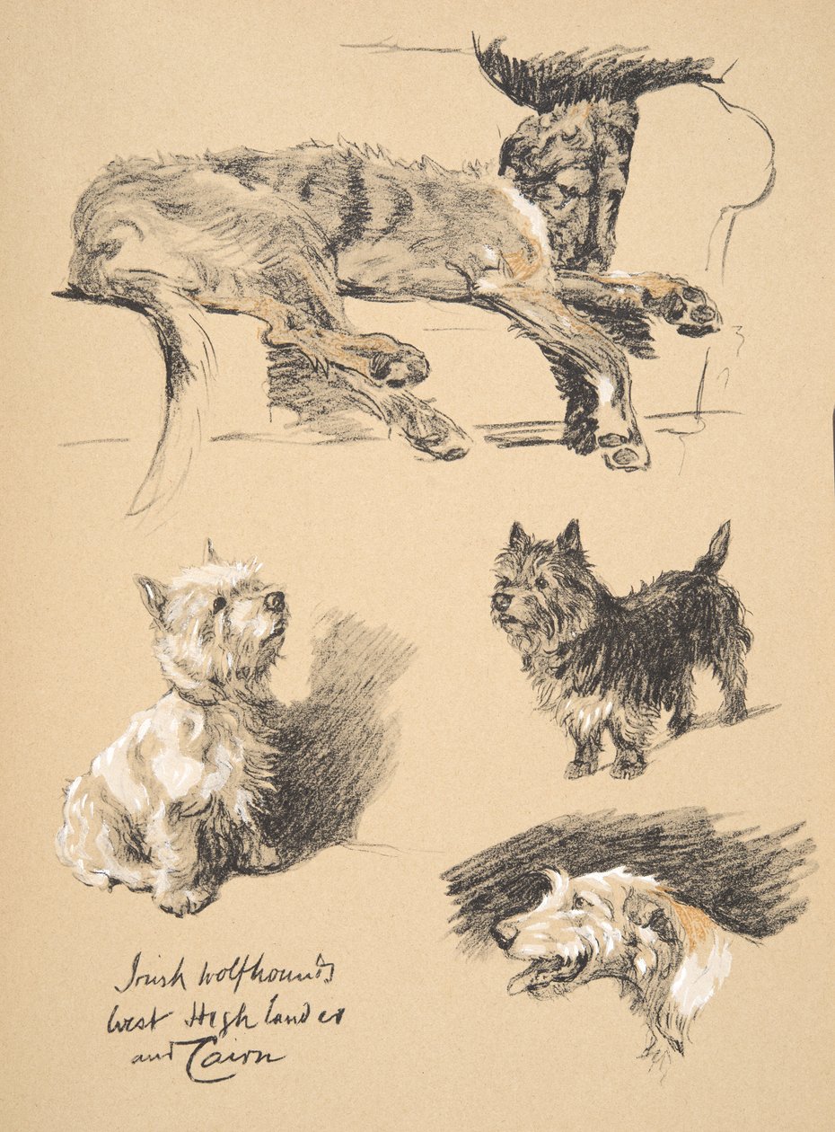 الأيرلندية Wolfhound ، West Highlander and Cairn ، 1930 ، رسوم توضيحية من كتابه التخطيطي المستخدم لـ "فقط بين الأصدقاء" ، Aldin ، Cecil Charles Windsor (1870-1935) ، تم نشره لاحقًا بواسطة Eyre and Spottiswoode L بواسطة سيسيل تشارلز وندسور الدين