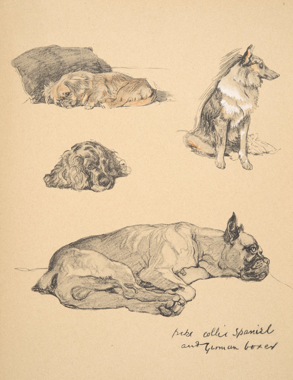 Peke ، Collie ، Spaniel and German Boxer ، 1930 ، رسوم توضيحية من كتابه التخطيطي "فقط بين الأصدقاء" ، Aldin ، Cecil Charles Windsor (1870-1935) ، نشرته Eyre and Spottiswoode Limited ، 1934 ، C بواسطة سيسيل تشارلز وندسور الدين