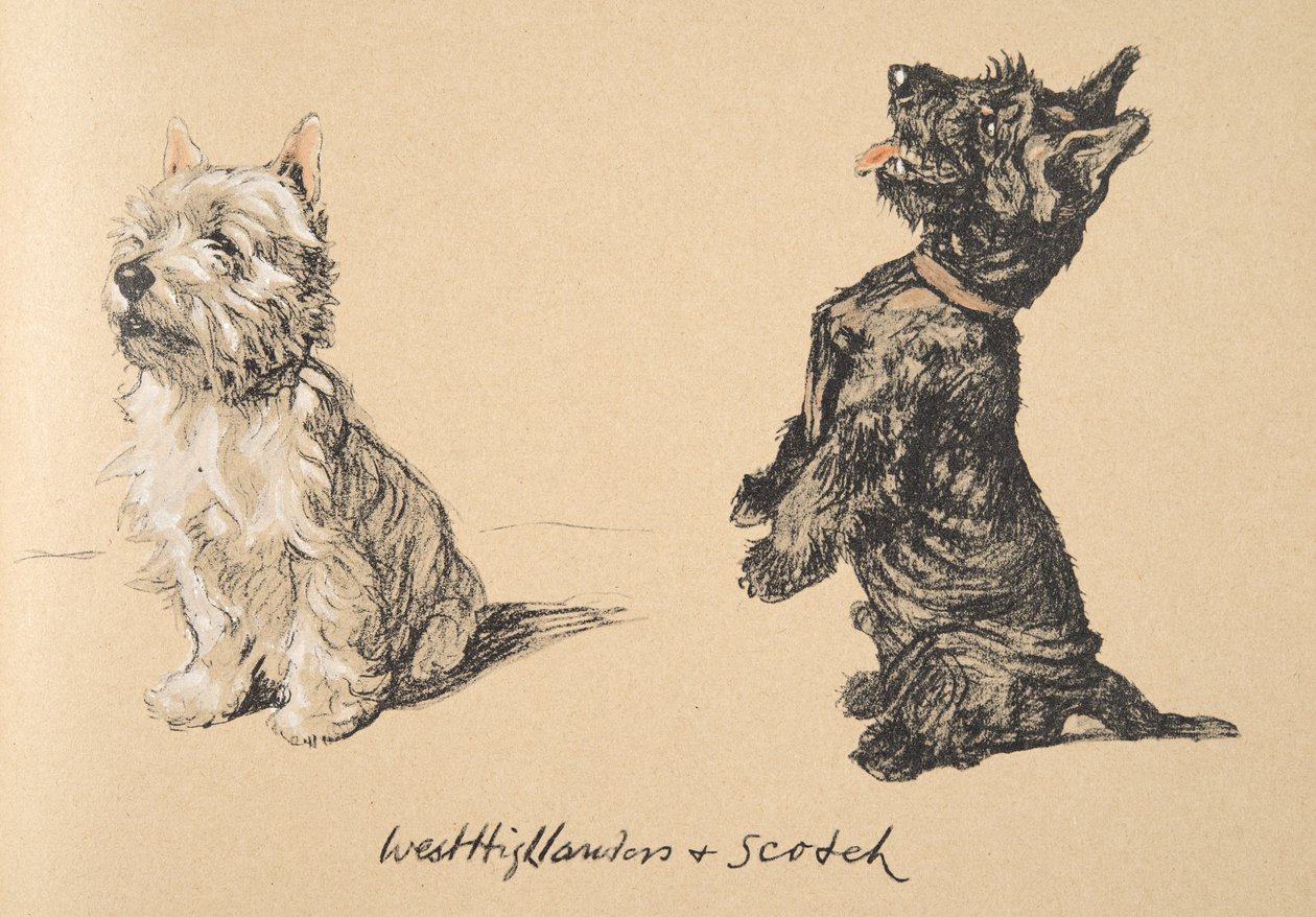West Highlander and Scotch ، 1930 ، رسوم توضيحية من كتابه التخطيطي المستخدم لـ "فقط بين الأصدقاء" ، Aldin ، Cecil Charles Windsor (1870-1935) ، تم نشره لاحقًا بواسطة Eyre and Spottiswoode Limited، 1934، Ch بواسطة سيسيل تشارلز وندسور الدين